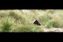 18.26- Observation d'un manchot dans son abri a partir d'une cache